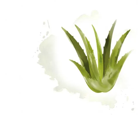 Aloe vera levél